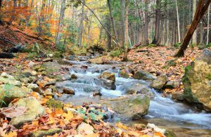 Bruce trail